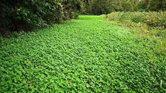 Durana White Clover Seed - Certified – hancockseed.com