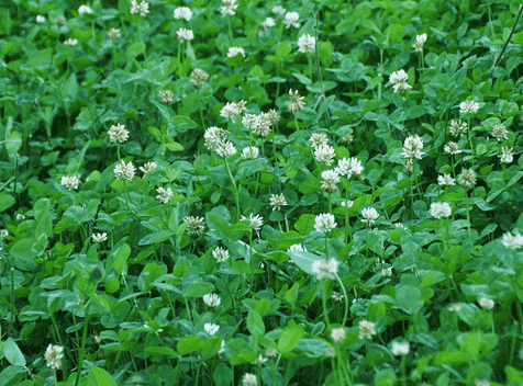 Durana White Clover Seed - Certified