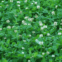 Durana White Clover Seed - Certified