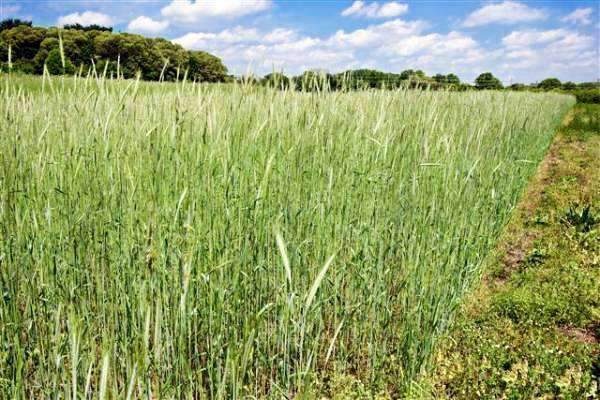 Gelbstein Rye Elbon Grain Rye Seed – hancockseed.com
