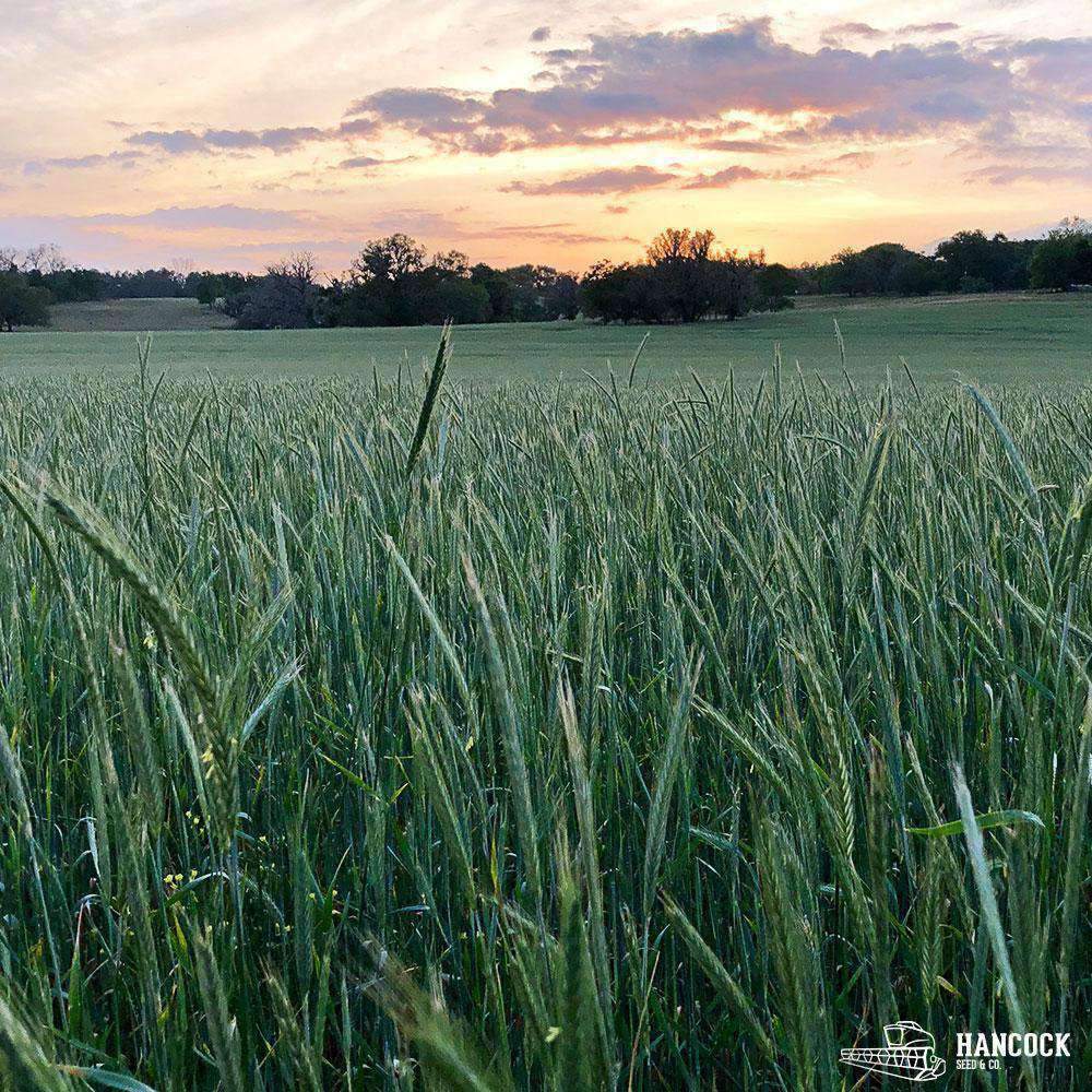 Best Time to Plant Winter Rye in Florida: Ultimate Guide 2025