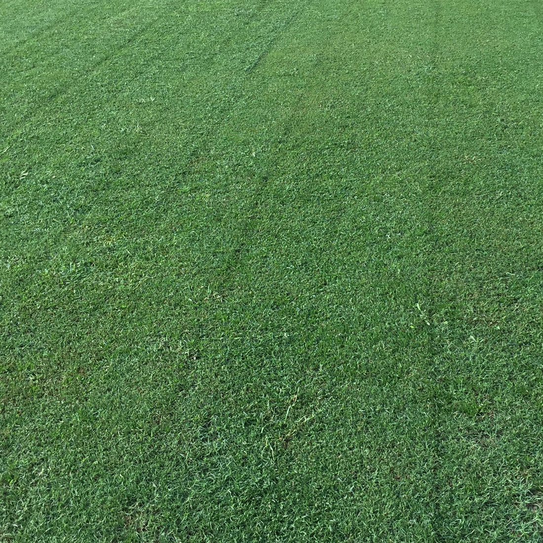 best time to plant bermuda grass seed in oklahoma Arden 15 Bermuda Grass Seed
