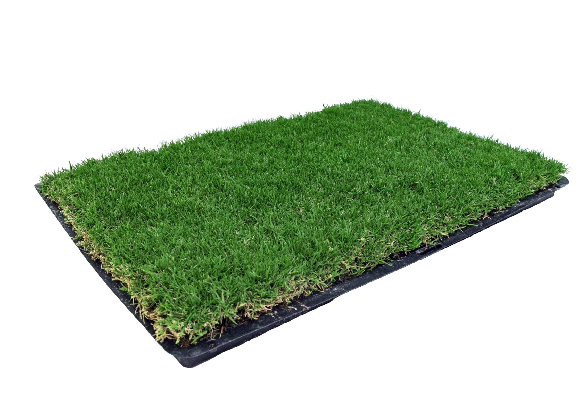 Gotta Go Grass with Tray 2-Pack – Hancock Seed