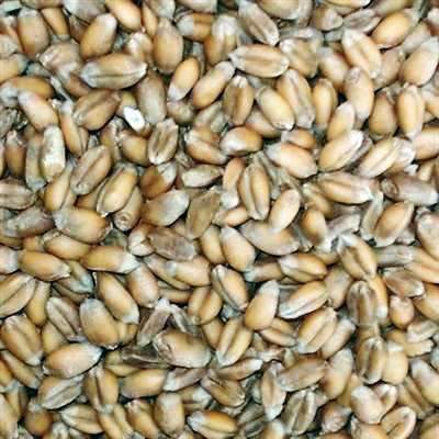 Wheat Seed for Sale | Buy Cool Season Cover Crops | Hancock Seed