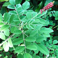 Hairy Indigo Seed