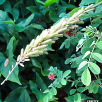 Hairy Indigo Seed