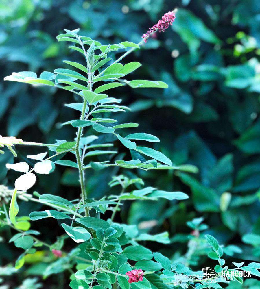 Hairy Indigo Seed
