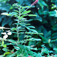 Hairy Indigo Seed