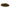 Hairy Indigo Seed