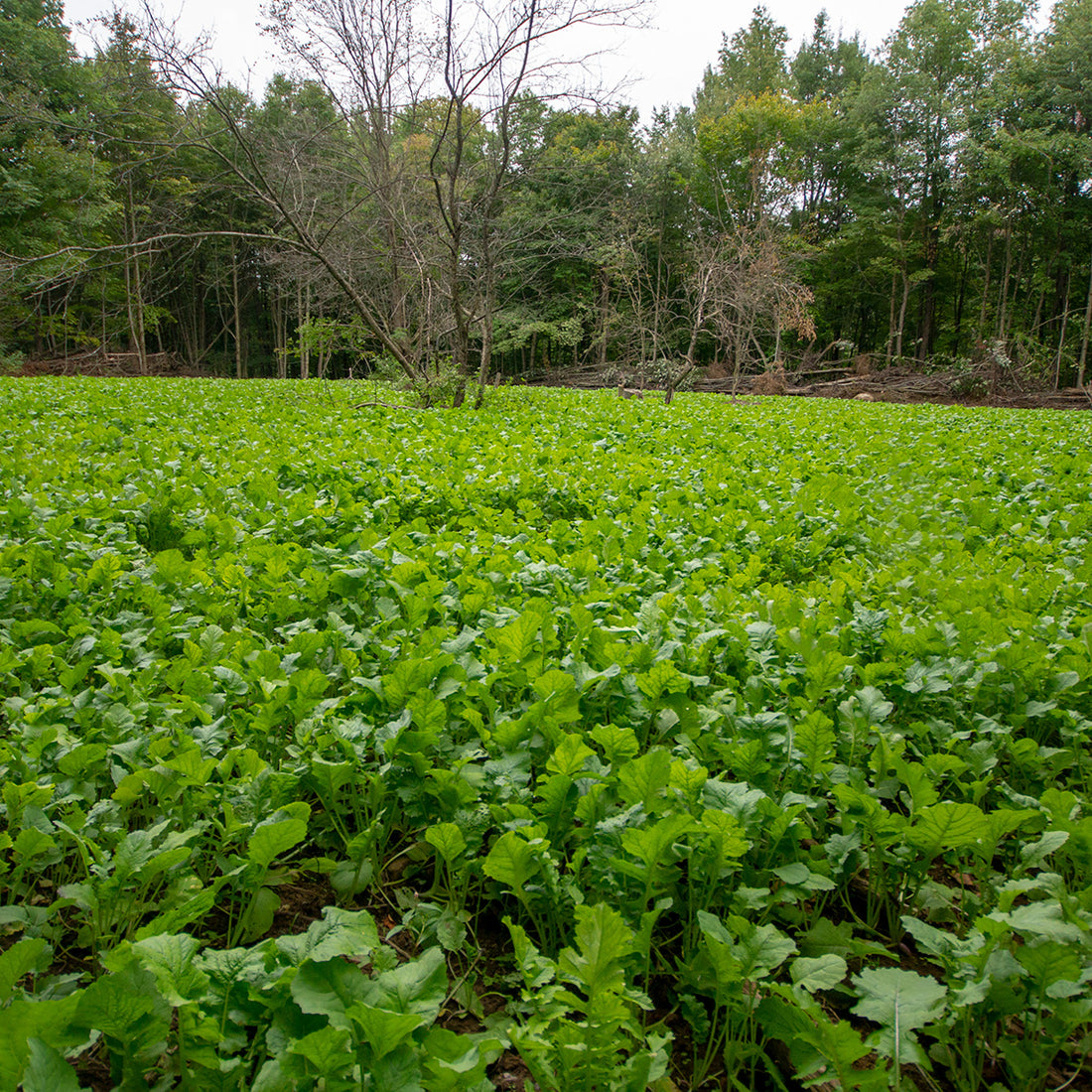 Hancock's Deer Greens Seed Mix