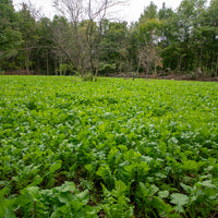 Hancock's Deer Greens Seed Mix