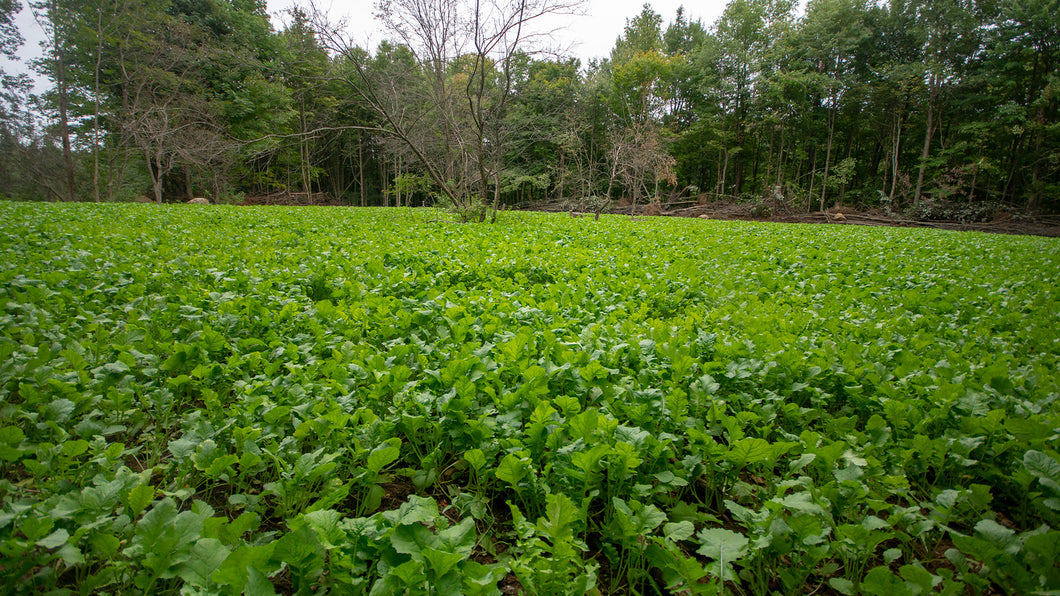 Radish Deer Food Plot Seed Hancock Seed