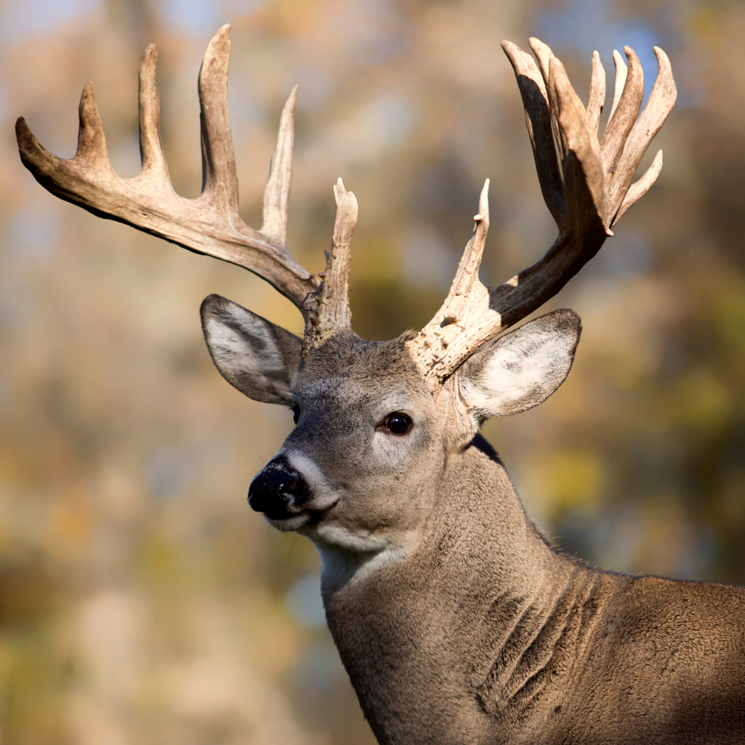 Hancock's No Till Fall Food Plot Seed Mix