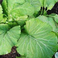 Hancock's Broadleaf Mustard Seed