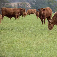 Hancock's Cattle Pasture Grass Seed Mix - Warm Climate