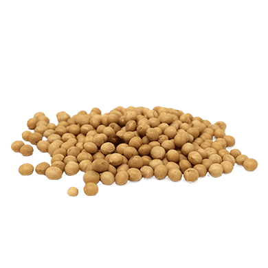 Soybean Seed