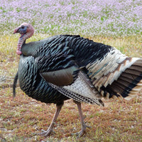 Hancock's Turkey Food Plot Seed Mix