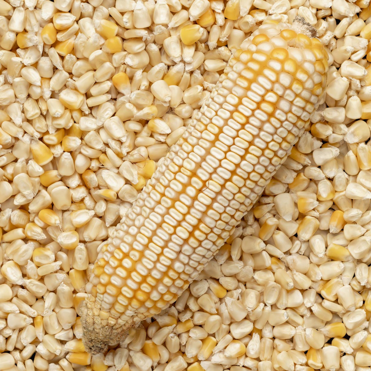 Hancock's Hickory King White Dent Corn Seed