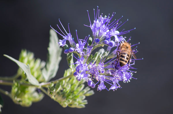 Show Me The Honey Bee Wildflower Seed Mix – Hancock Seed