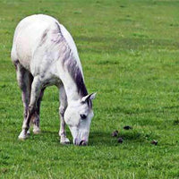 Horse Pasture Grass Seed Mix - Warm Climate (Pre-Order)