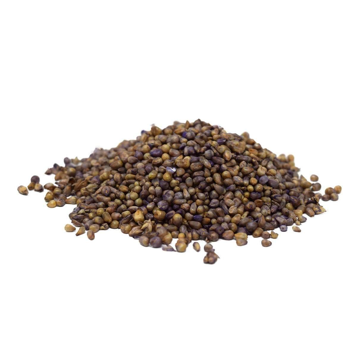 Tifleaf 3 Hybrid Pearl Millet Seed - Certified – hancockseed.com