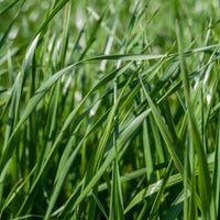 Frostproof Annual Ryegrass Seed