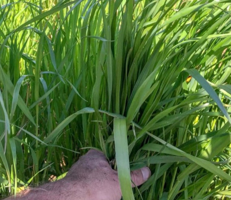 Frostproof Annual Ryegrass Seed