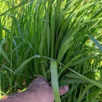 Frostproof Annual Ryegrass Seed