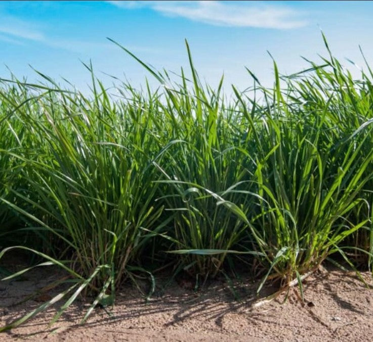 Frostproof Annual Ryegrass Seed
