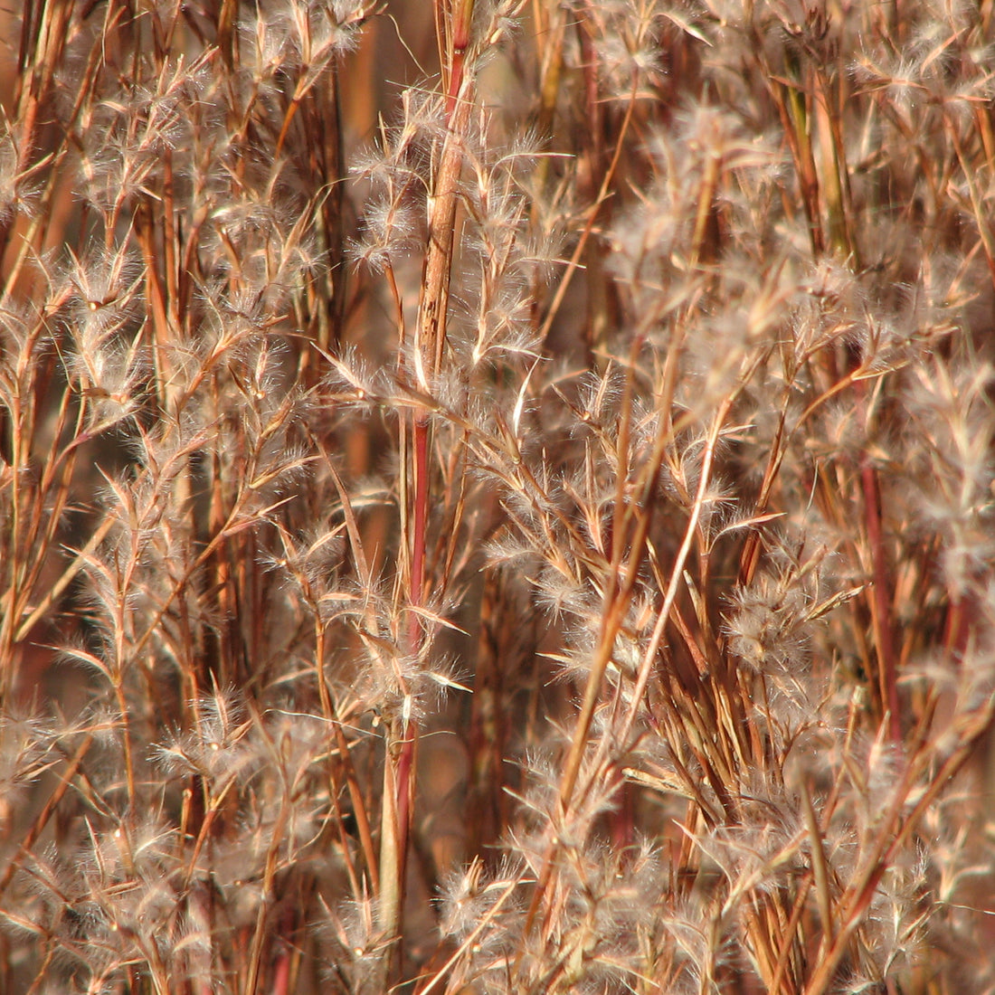 Little Bluestem Grass Seed
