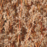 Little Bluestem Grass Seed