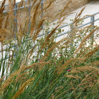 Indiangrass Native Grass Seed