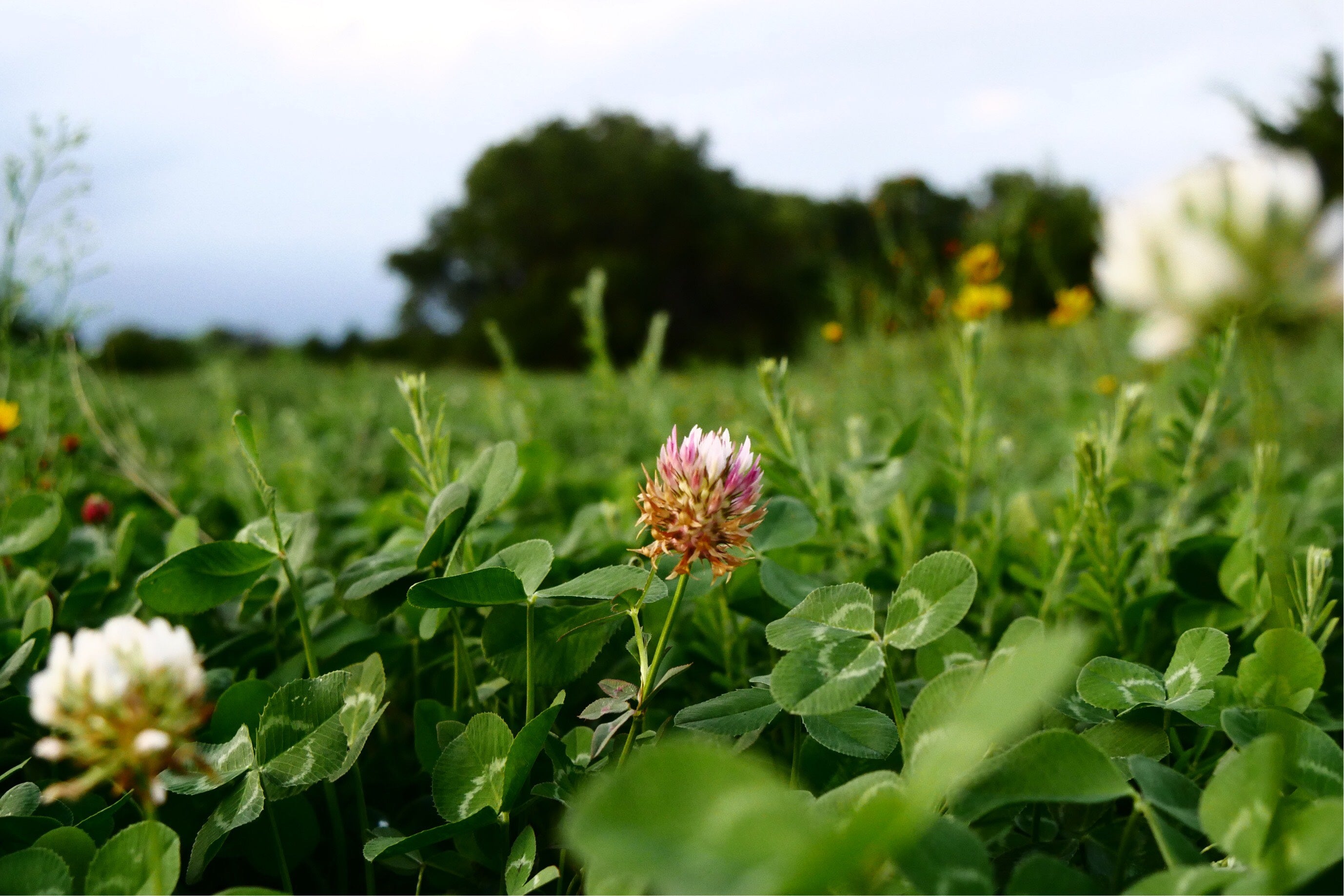 Hancock's Killer Clover Seed Mix – Hancock Seed
