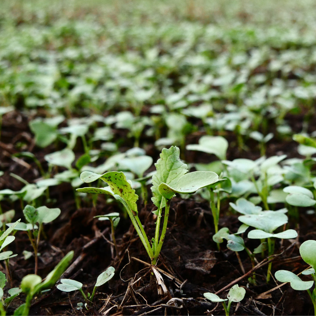 Hancock's Deer Greens Seed Mix