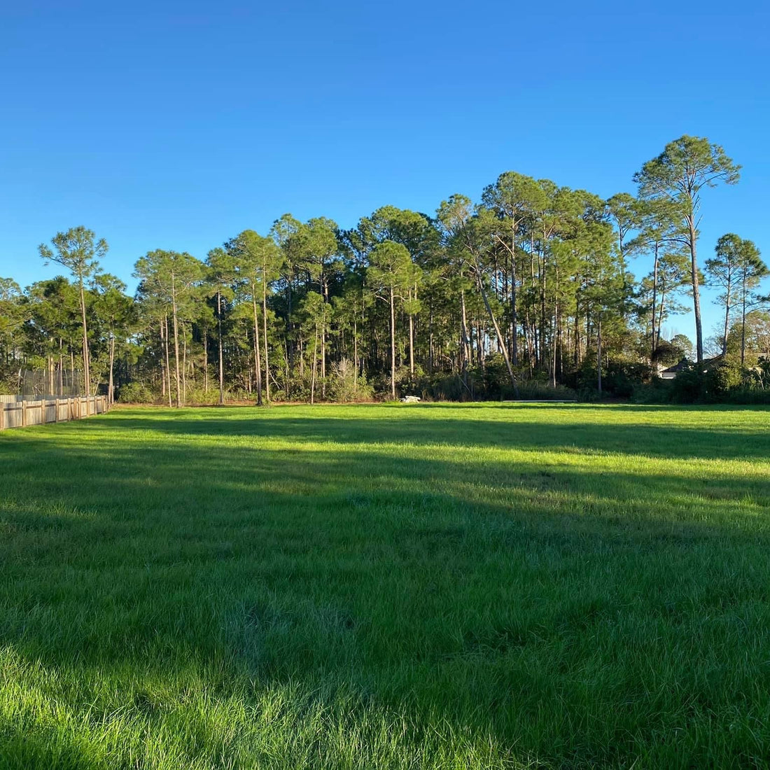 Hancock's Pensacola Bahia Grass Seed - Raw