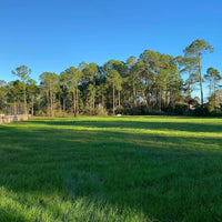 Hancock's Pensacola Bahia Grass Seed - Raw