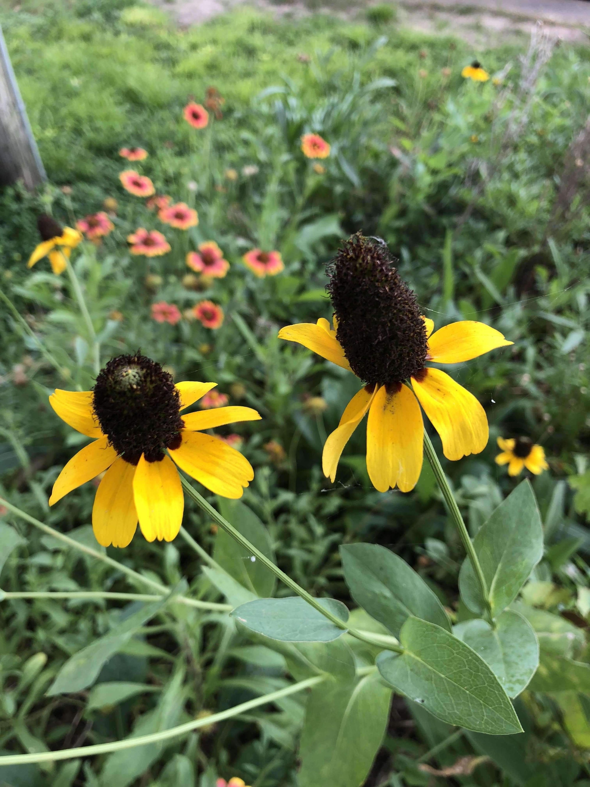 heritage wildflower seeds Hancock's Southeast Wildflower Seed Mix – Hancock Seed