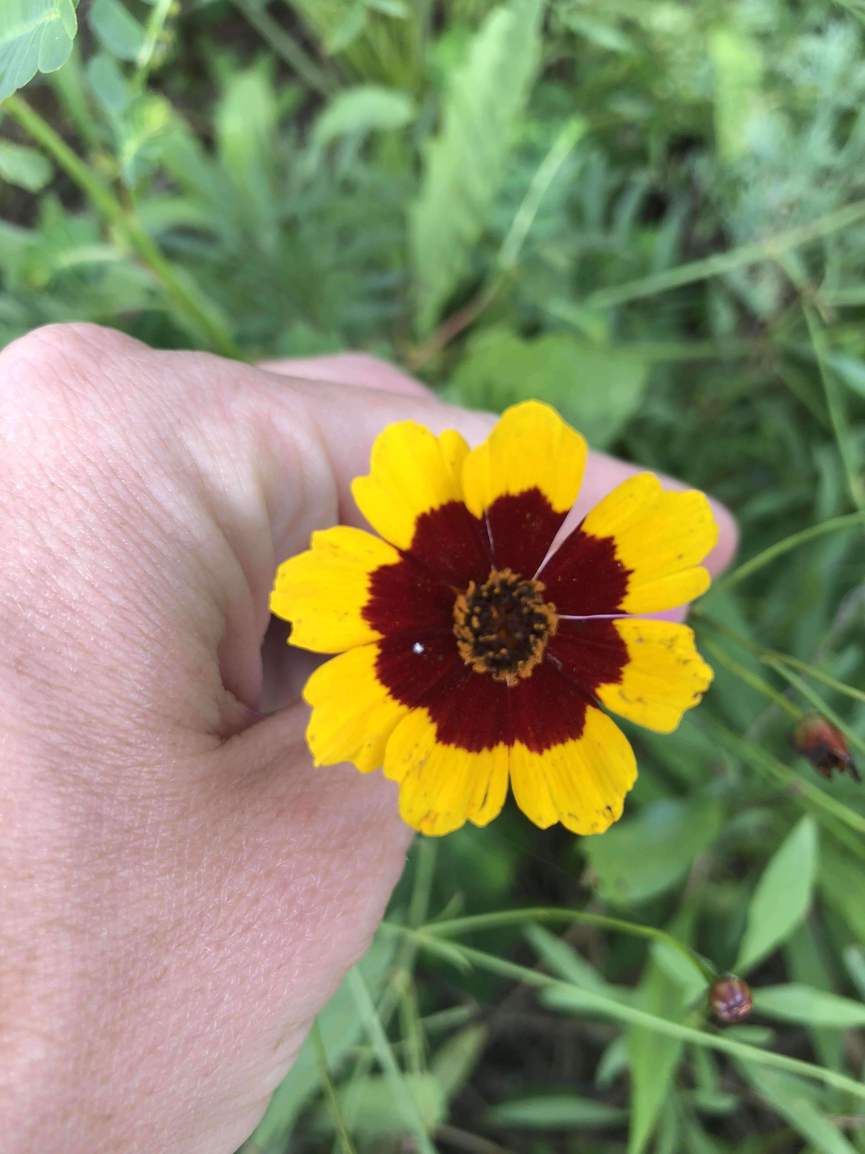 【wordofhonor75】Windflower、Pond Stillwhisper Pond | WoWWiki | Fandom