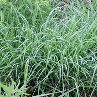 Little Bluestem Grass Seed