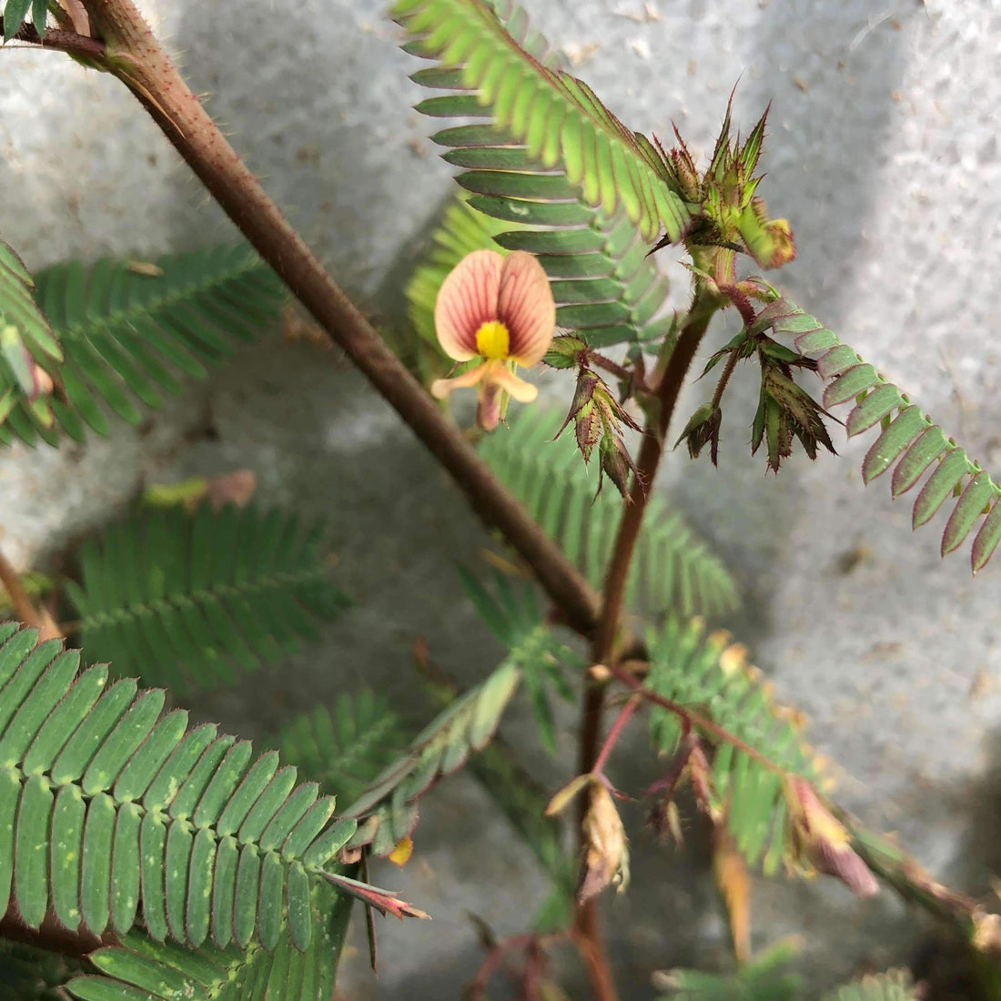 Aeschynomene Seed - Coated & Hulled