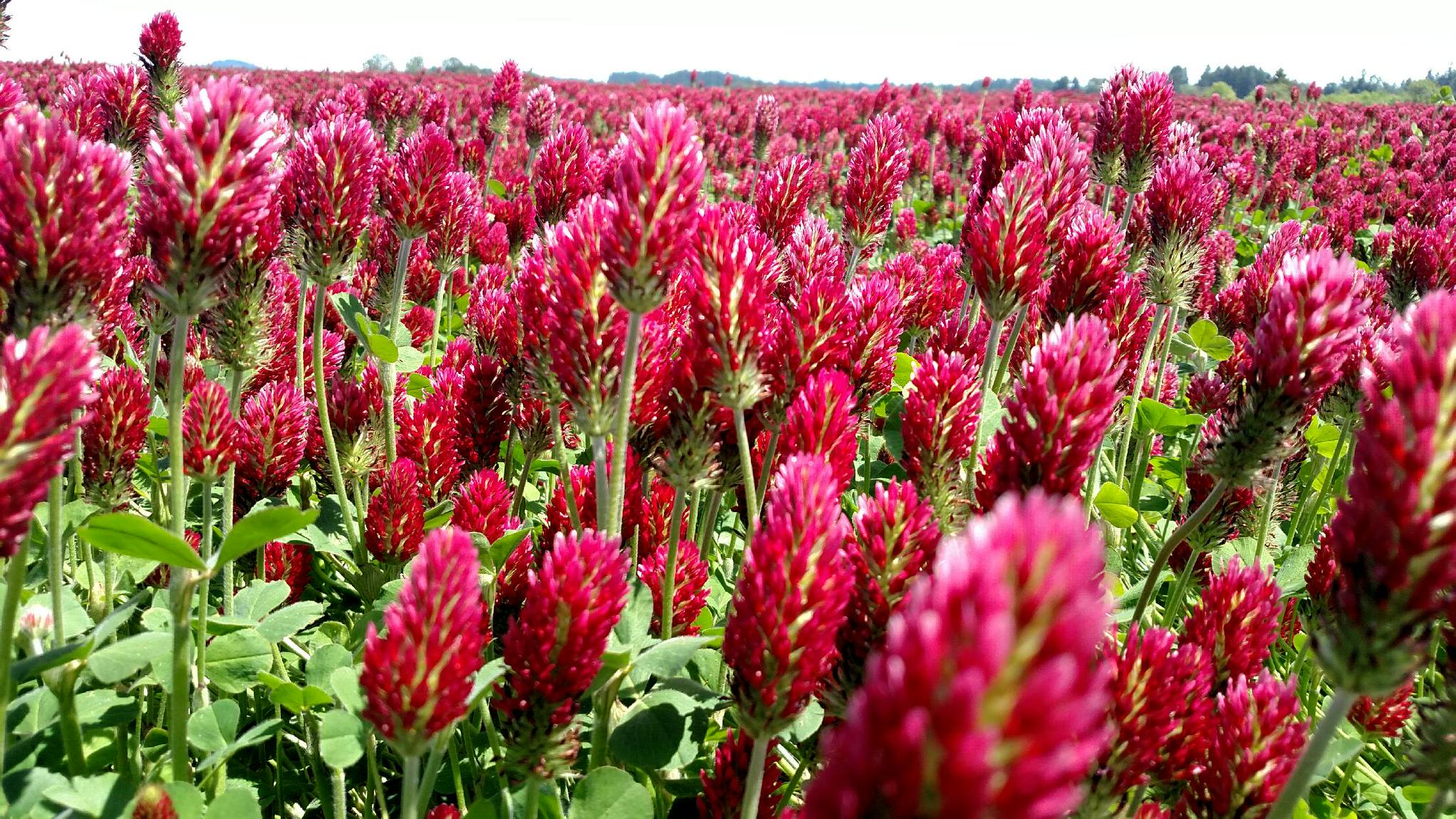 Crimson Clover Seed - Raw – Hancock Seed