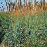Indiangrass Native Grass Seed
