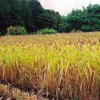Japanese Millet Seed