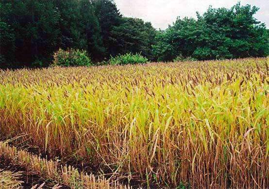 millet seed planting depth Japanese Millet Seed