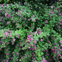 Korean Lespedeza Seed - Raw