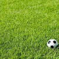 LaPrima XD Bermuda Grass Seed