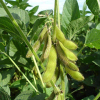 Laredo Soybean Seed