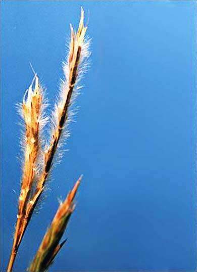 Little Bluestem Grass Seed