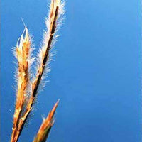 Little Bluestem Grass Seed