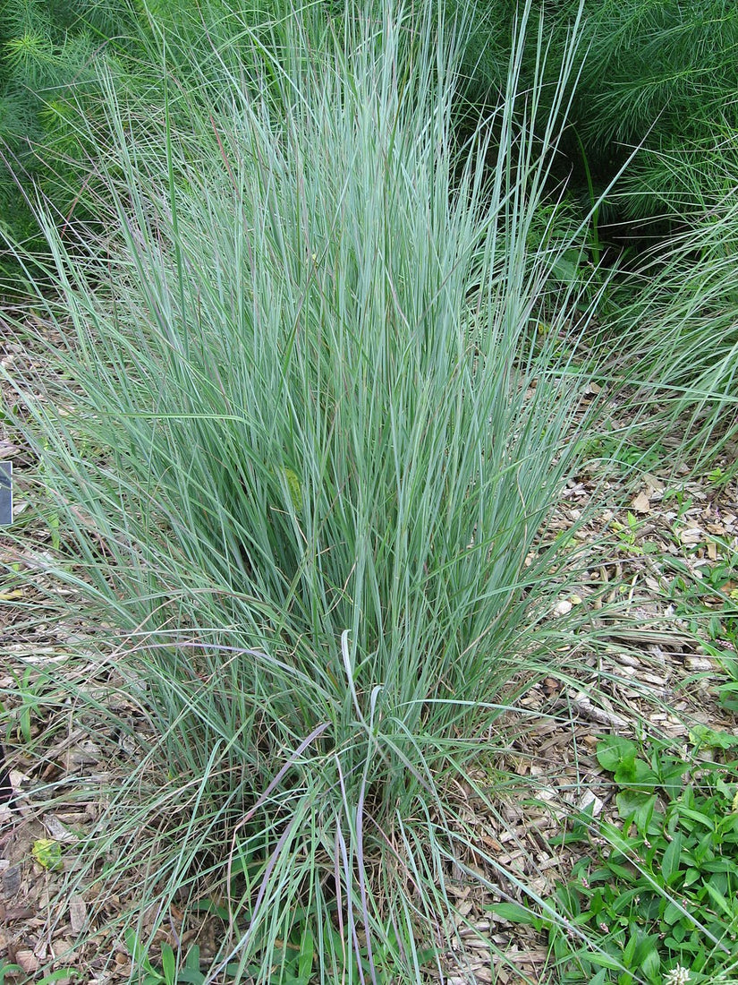 Little Bluestem Grass Seed